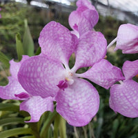 Vanda coerulea pink