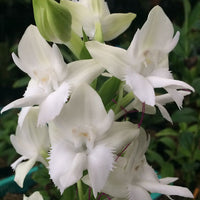 Pecteilis susannae