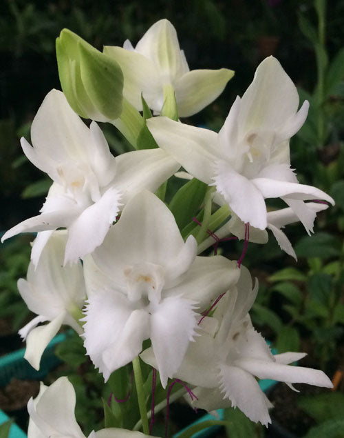 Pecteilis susannae