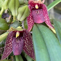 Bulbophyllum disciflorum (Trias disciflora)