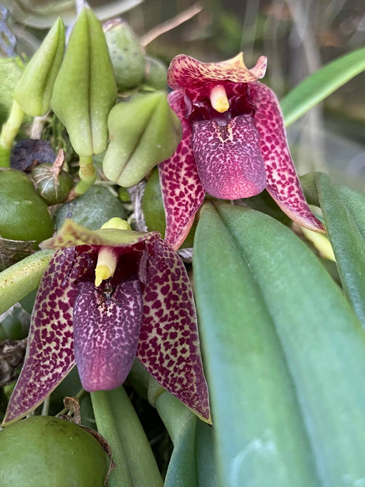 Bulbophyllum disciflorum (Trias disciflora)