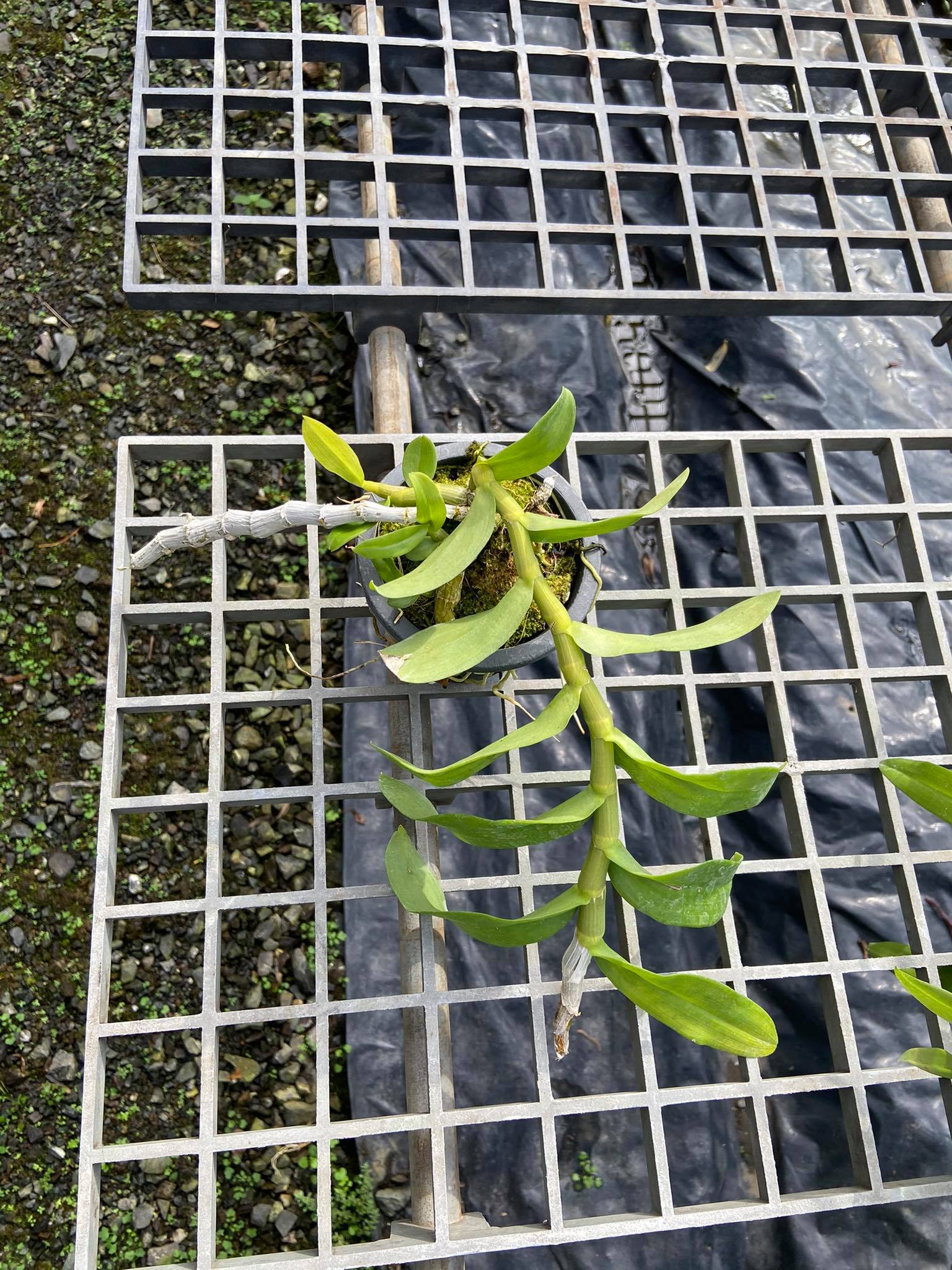 Dendrobium Mentor (hybrids)