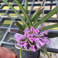 Ascocentrum pusillum (Vanda nana)