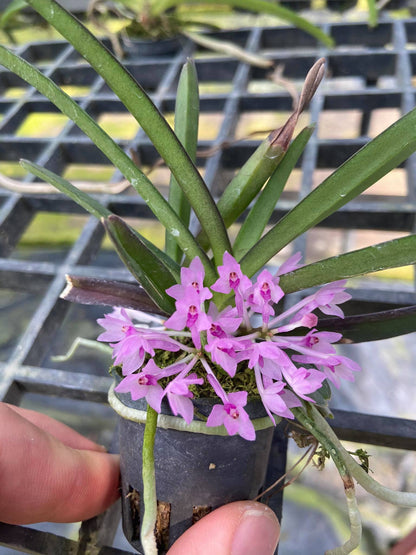 Ascocentrum pusillum (Vanda nana)