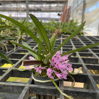 Ascocentrum pusillum (Vanda nana)