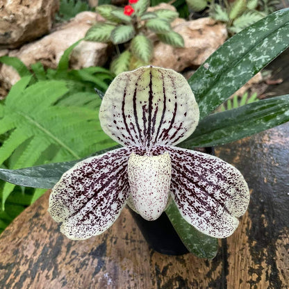 Paphiopedilum myanmaricum 1