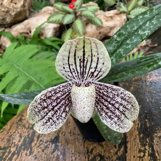 Paphiopedilum myanmaricum 1