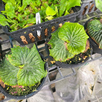Platycerium madagascariense