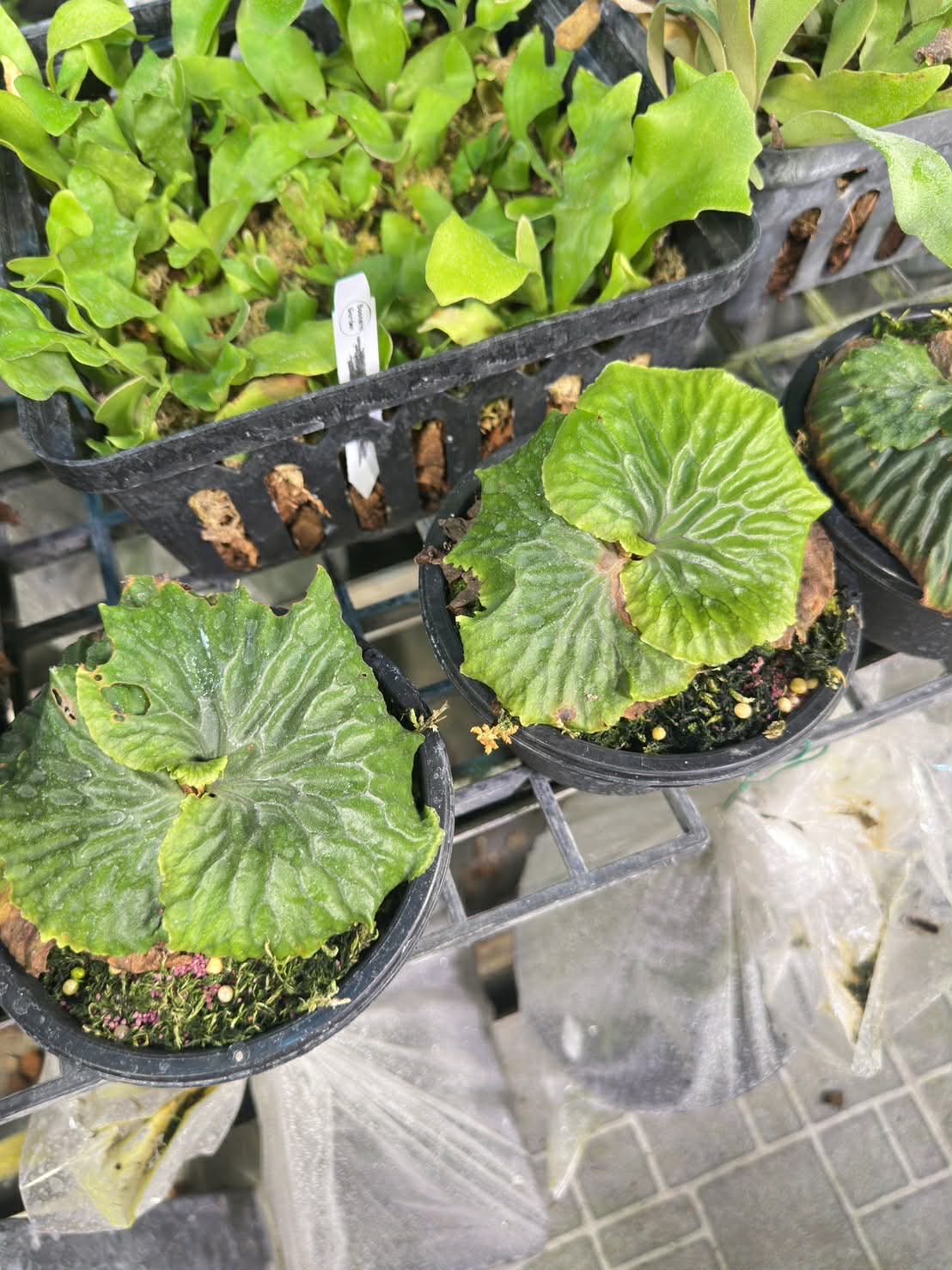 Platycerium madagascariense
