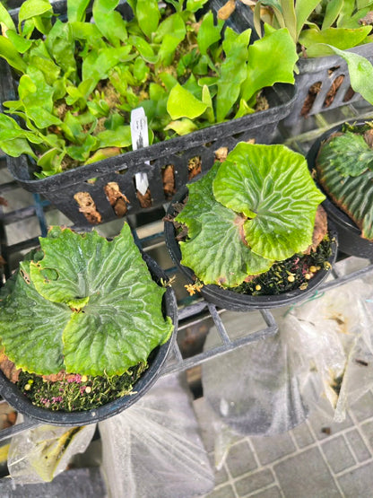 Platycerium madagascariense