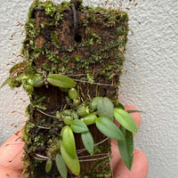 Bulbophyllum rubrolabellum