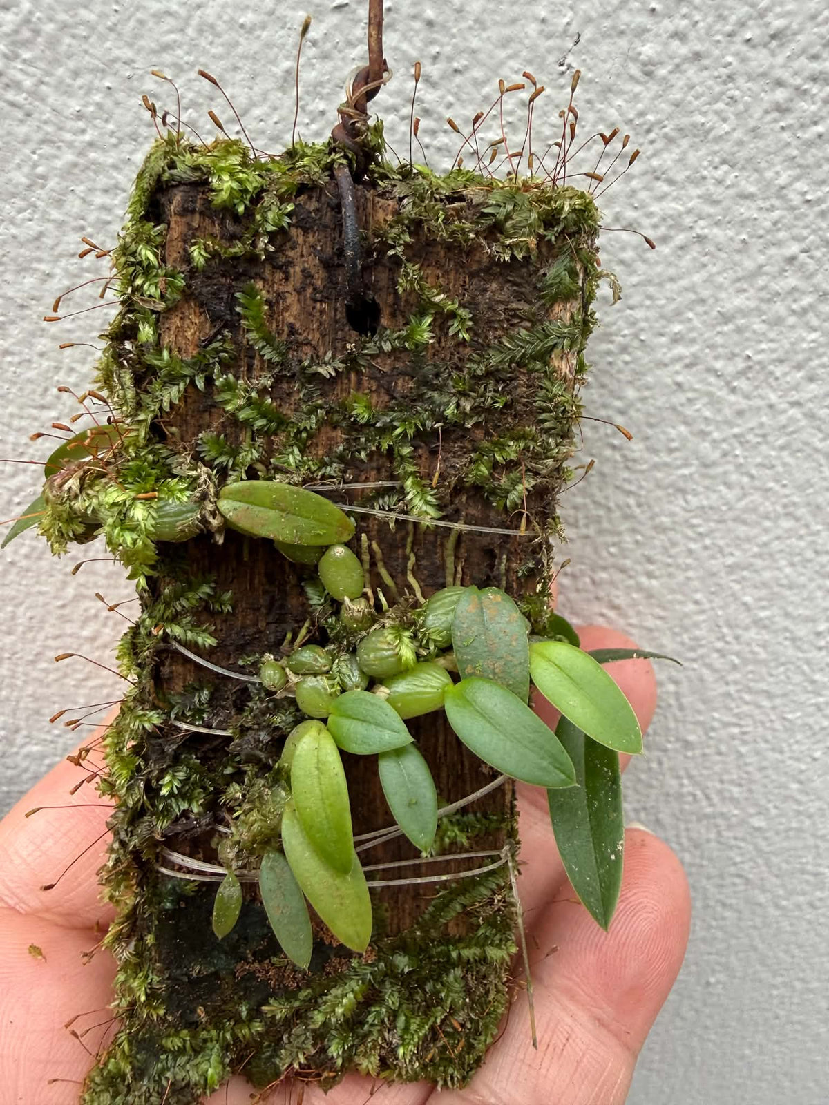 Bulbophyllum rubrolabellum