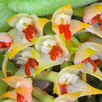 Bulbophyllum rubrolabellum