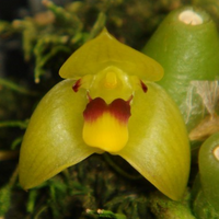 Trias nasuta