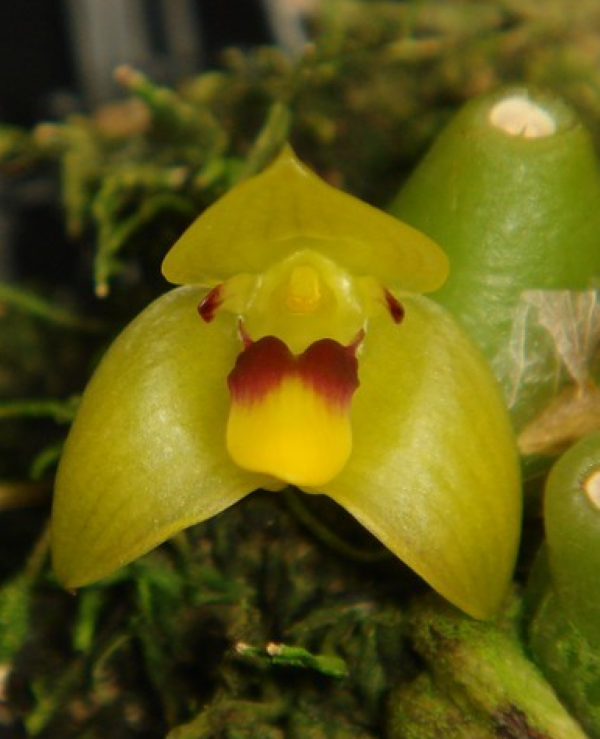 Trias nasuta