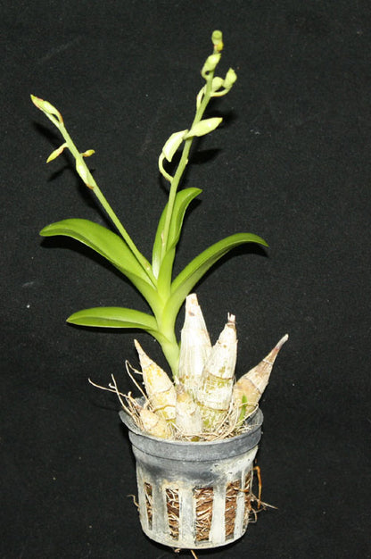 Dendrobium delacourii