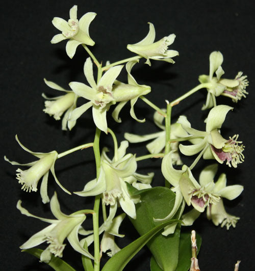 Dendrobium delacourii