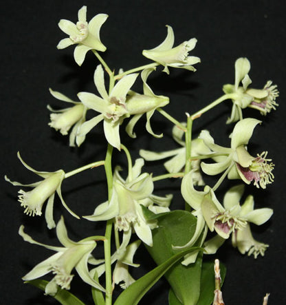 Dendrobium delacourii