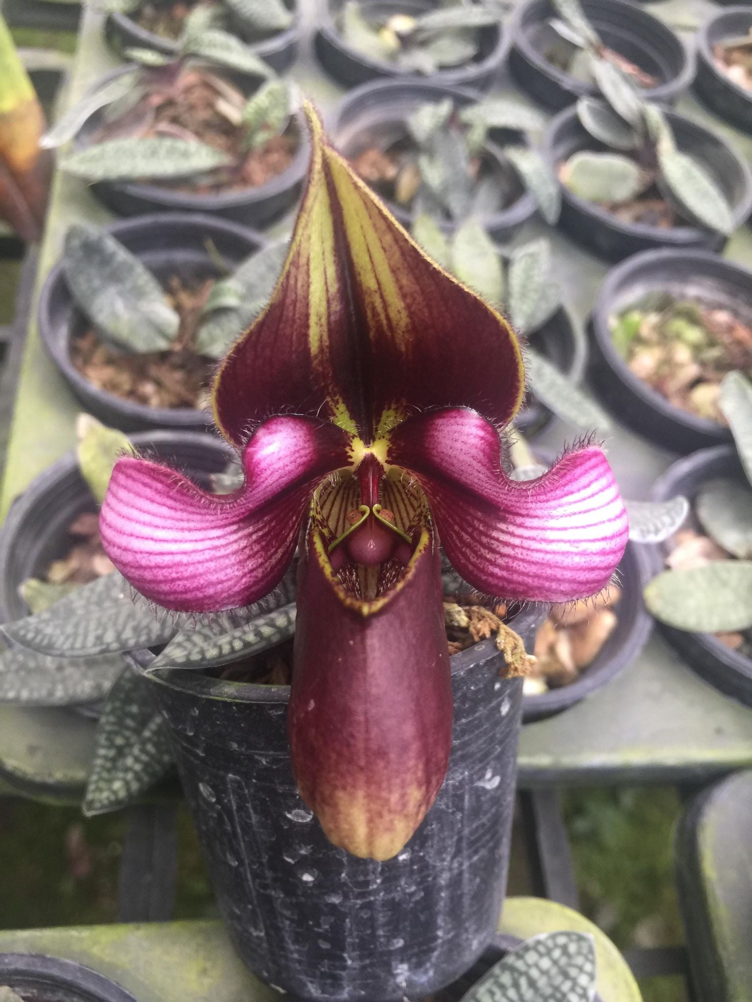 Paphiopedilum rungsuriyanum (パフィオペディルム)