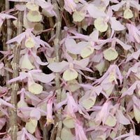 Dendrobium aphyllum