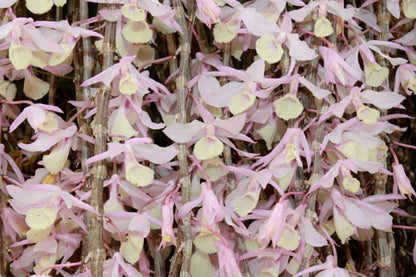 Dendrobium aphyllum