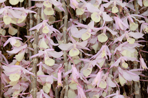 Dendrobium aphyllum