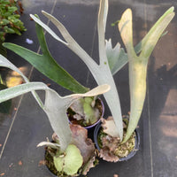 Platycerium vetchii Silver frond