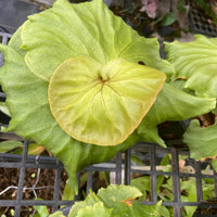 Platycerium Mt.Kitshakood
