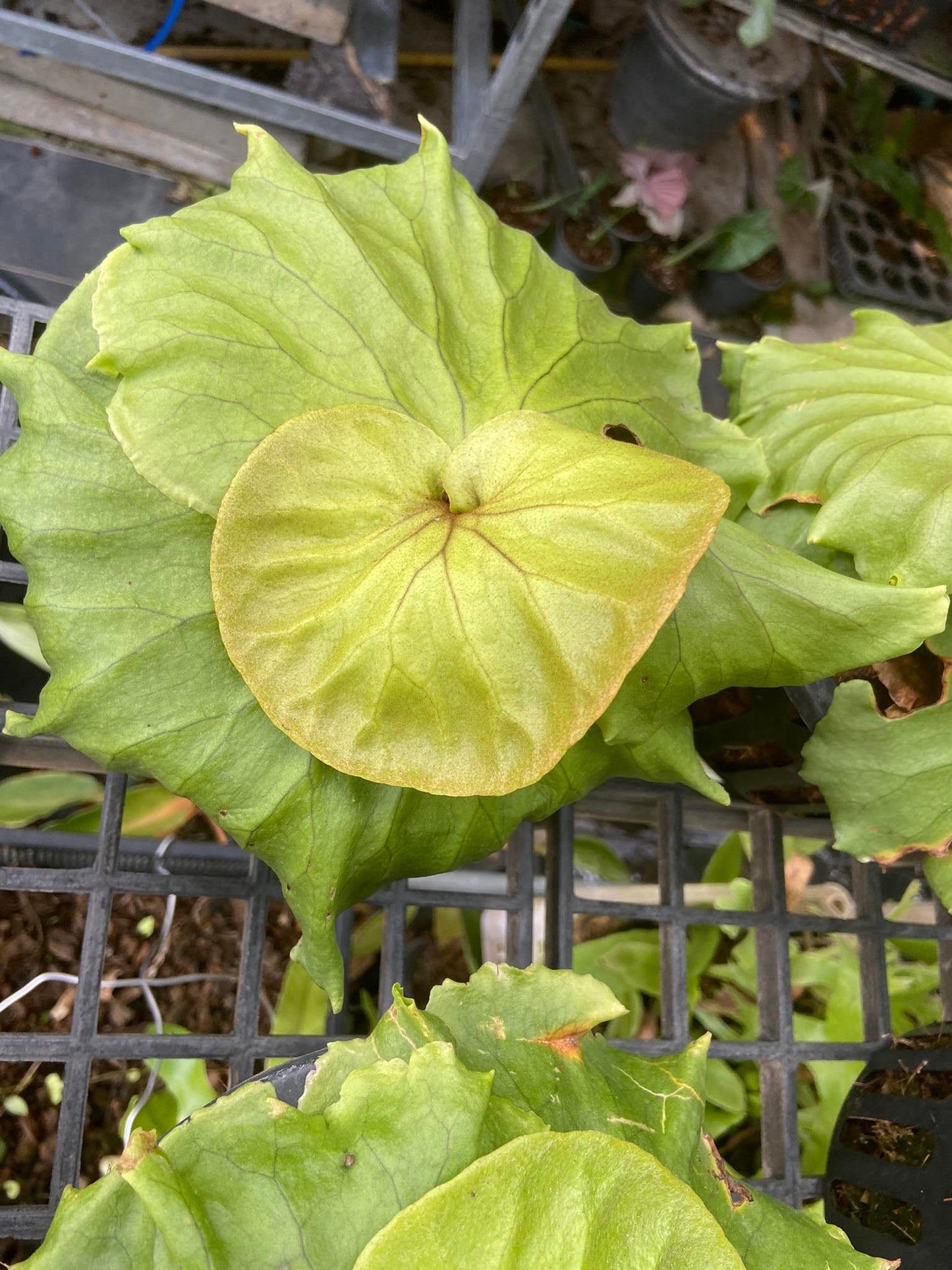 Platycerium Mt.Kitshakood