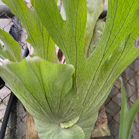Platycerium wandae