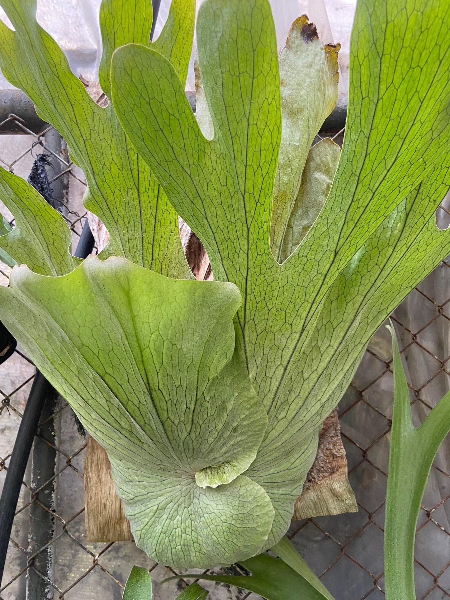 Platycerium wandae
