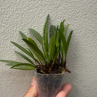 Ceratostylis pleurothallis