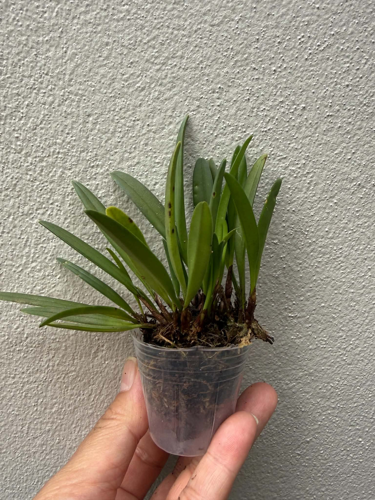Ceratostylis pleurothallis