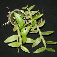 Dendrobium aphyllum