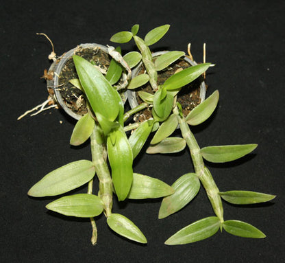 Dendrobium aphyllum
