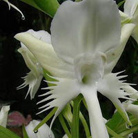 Pecteilis susannae