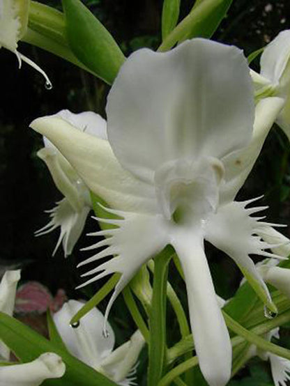 Pecteilis susannae