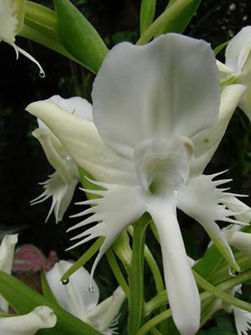 Pecteilis susannae
