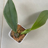 Bulbophyllum phalaenopsis
