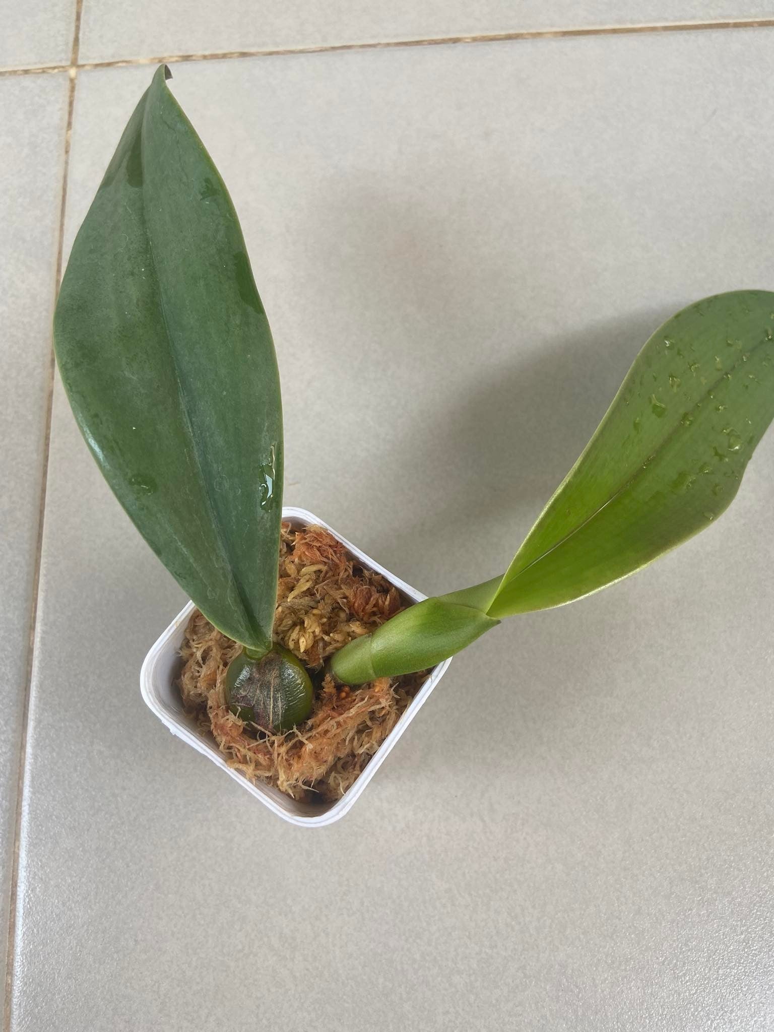 Bulbophyllum phalaenopsis