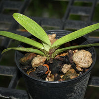 Paphiopedilum villosum