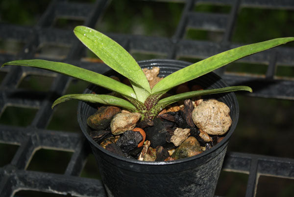 Paphiopedilum villosum