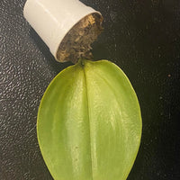 Bulbophyllum beccarii