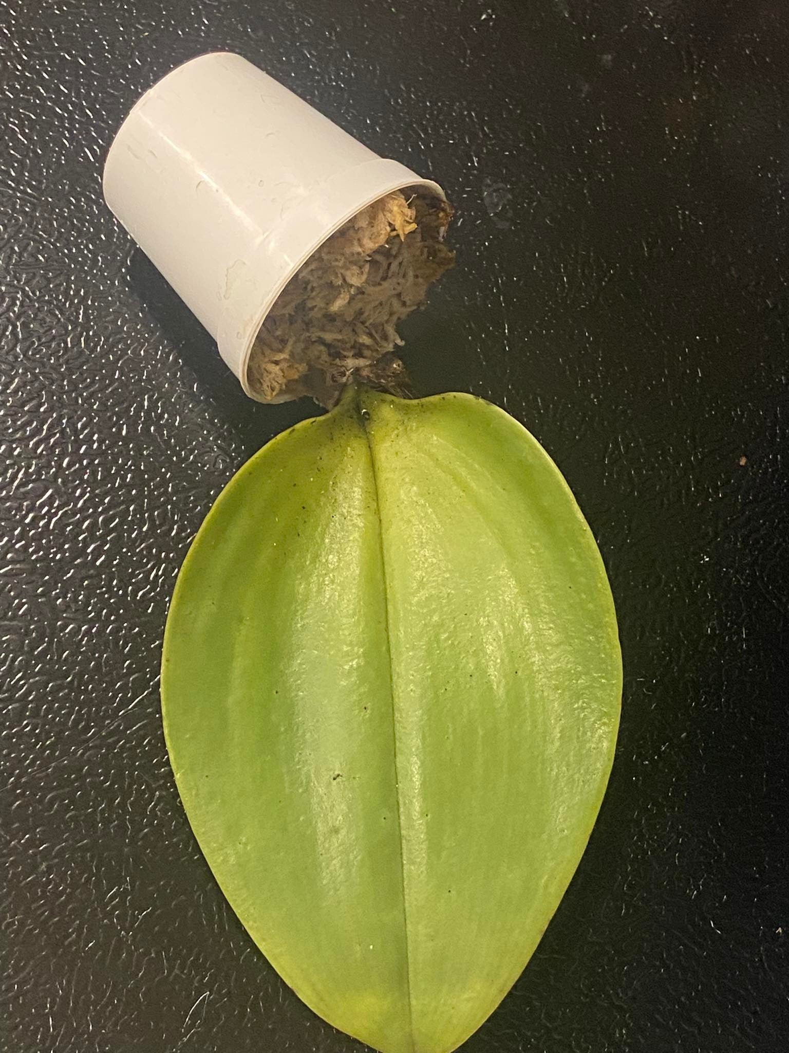 Bulbophyllum beccarii