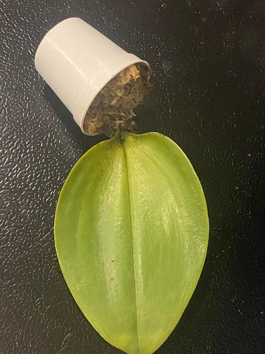 Bulbophyllum beccarii