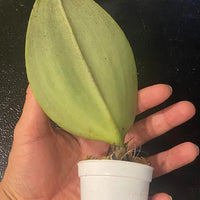 Bulbophyllum beccarii