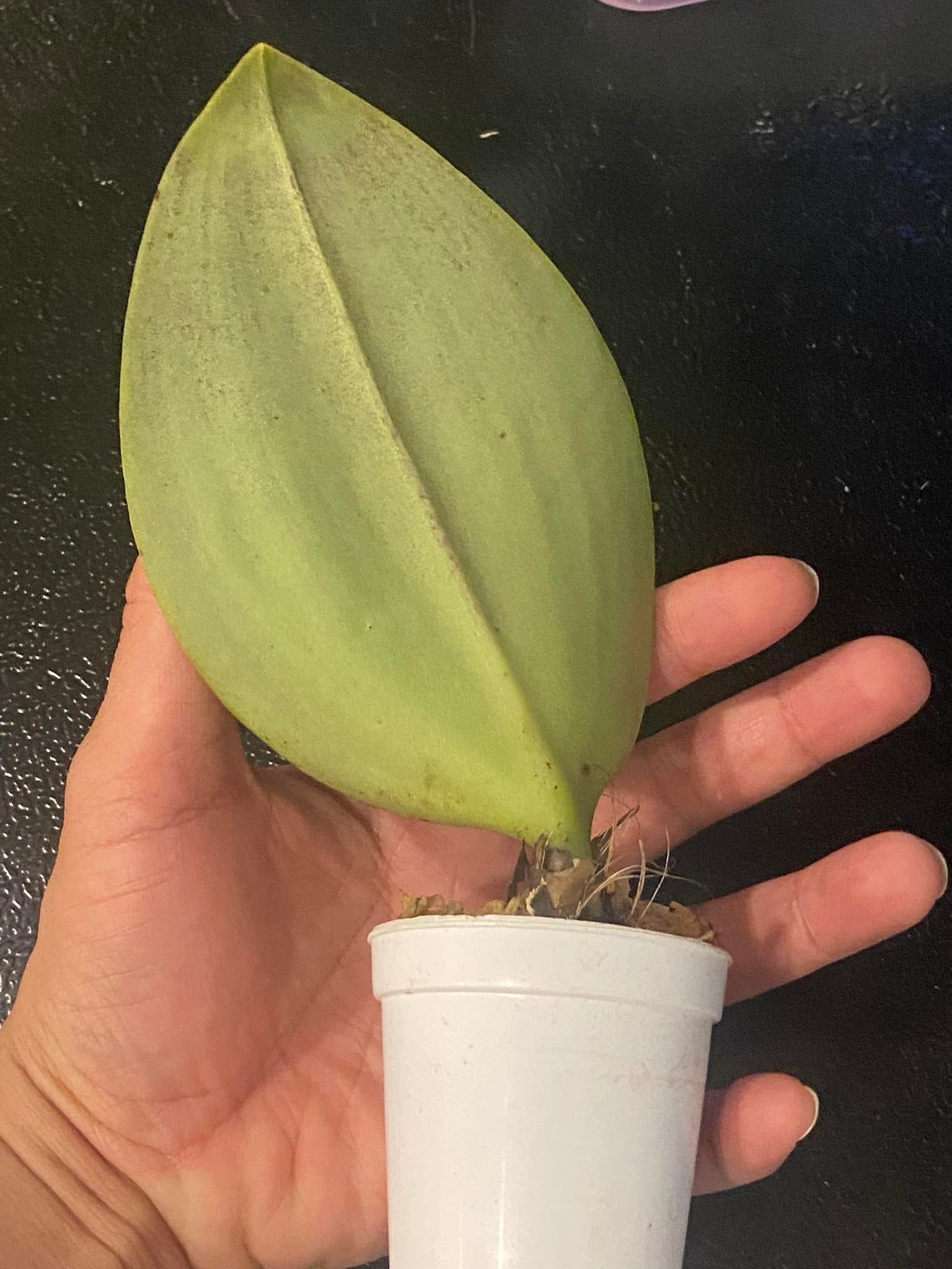 Bulbophyllum beccarii