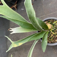 Platycerium vetchii Silver frond