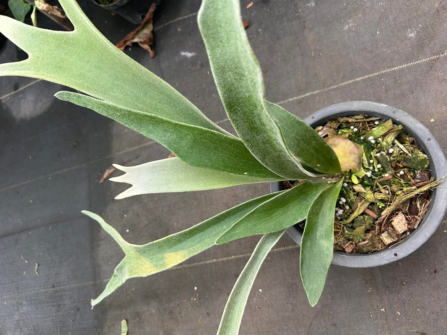 Platycerium vetchii Silver frond