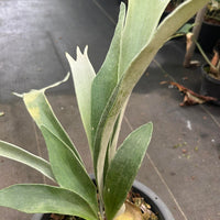 Platycerium vetchii Silver frond